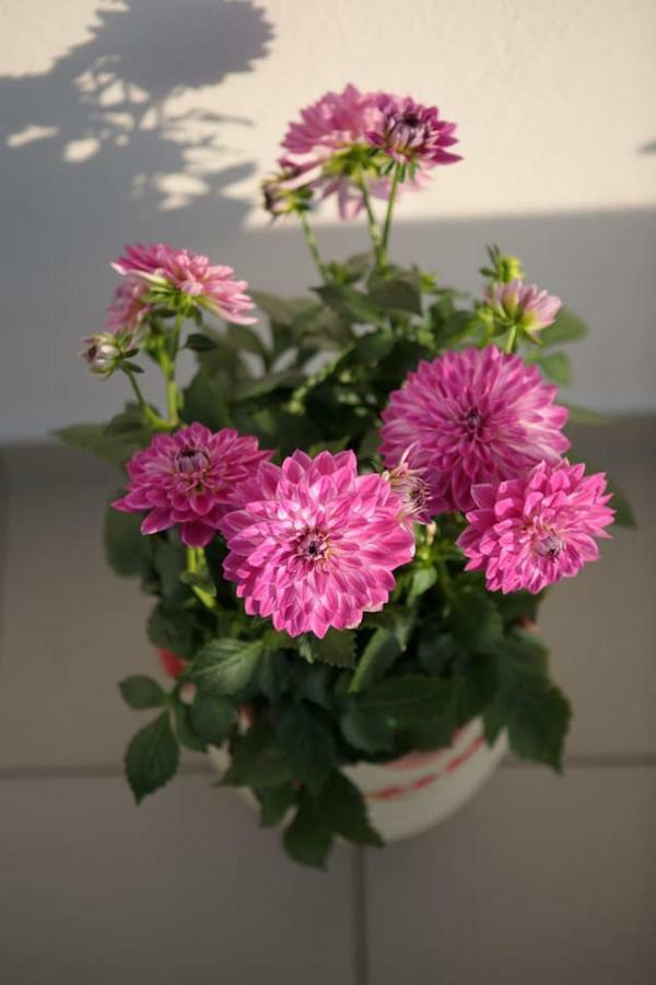 Castle View, Apartment Naxos City 외부 사진